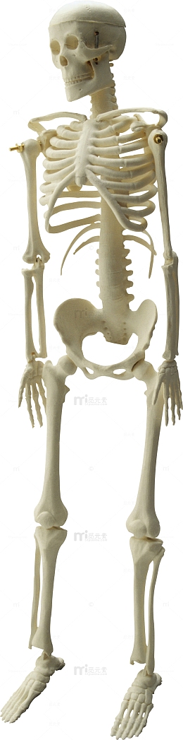 人体骨骼