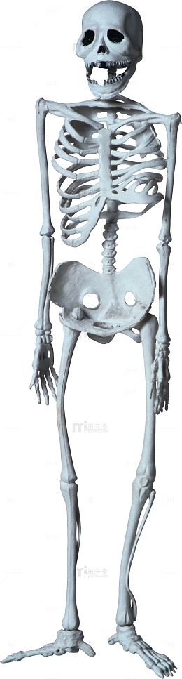 人体骨骼结构医学标本