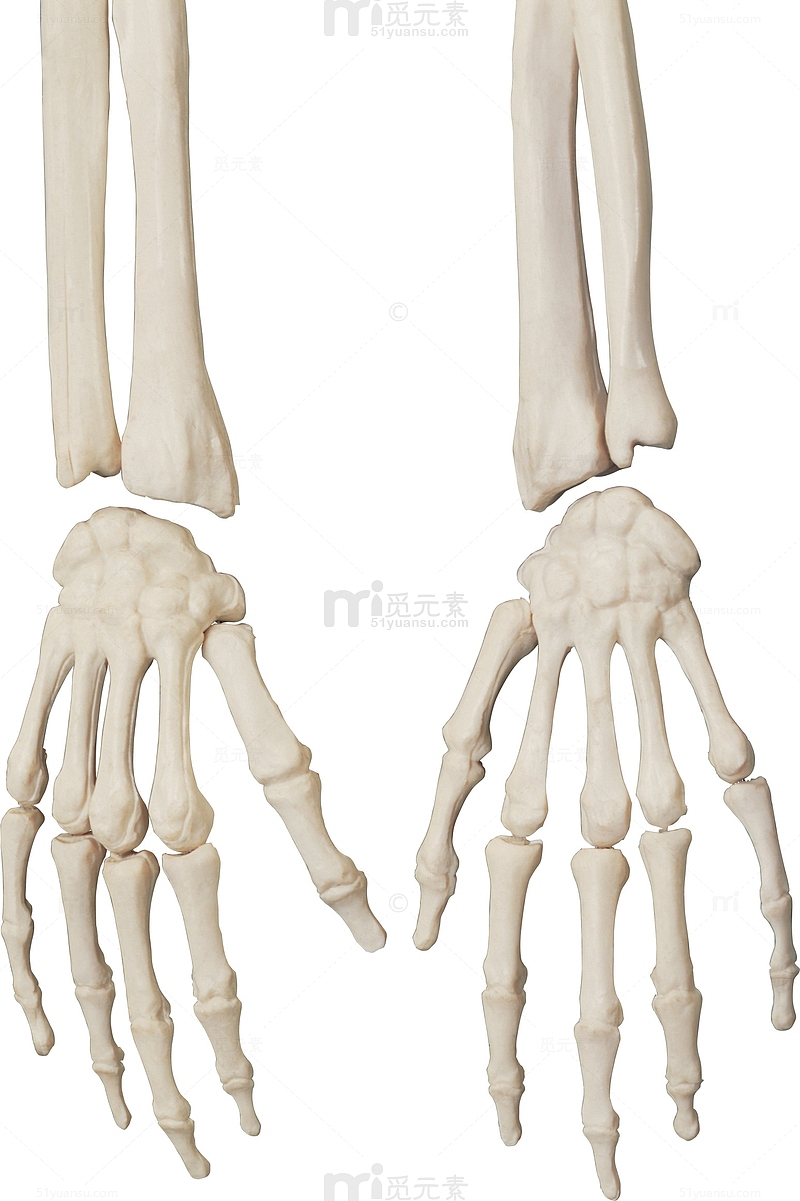 手的骨骼