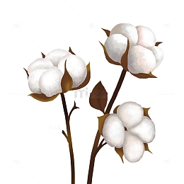 手绘洁白棉花