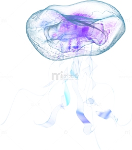 海月水母