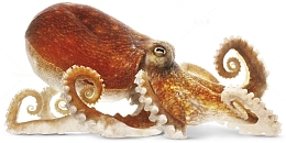 海洋生物八爪鱼