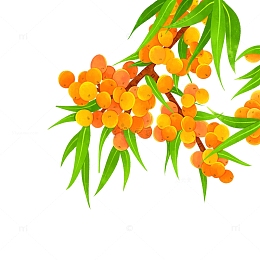 水果沙棘插画元素