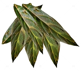 烟草的叶子