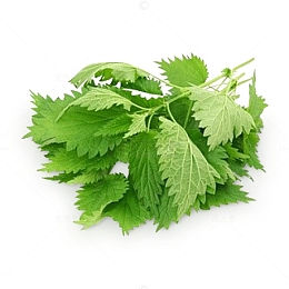 新鲜荨麻