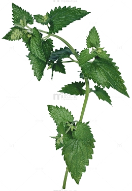 荨麻绿植