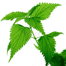 新鲜薄荷叶