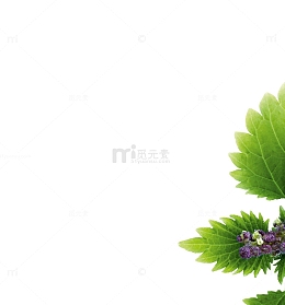 荨麻植物