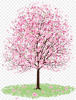 一颗樱花树