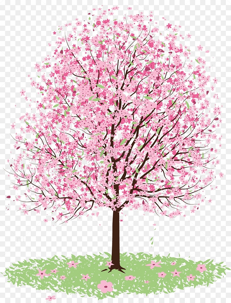 一颗樱花树