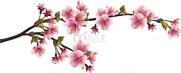 粉色樱花