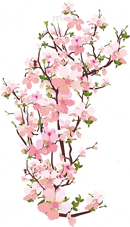 唯美盛开的樱花
