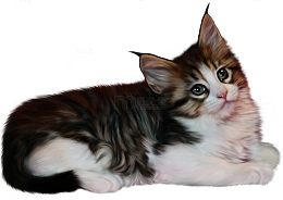 一只缅因猫