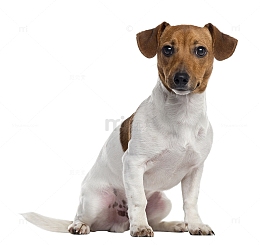 杰克罗素狗