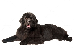 一只纽芬兰犬
