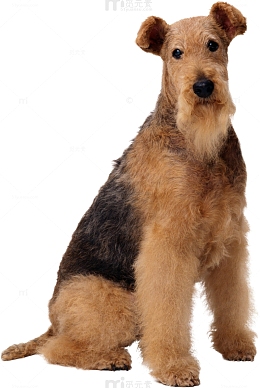 一条艾尔谷梗犬