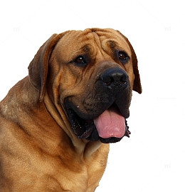 一只土佐犬