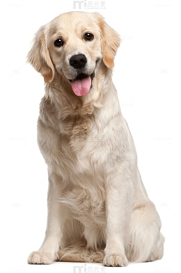 萌宠拉布拉多大型犬