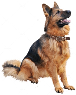 德国牧羊犬