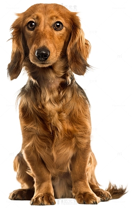 一只金毛犬