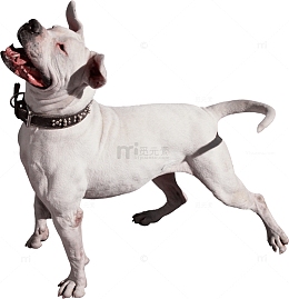 一只白色的比特犬