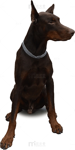一座蹲坐的杜宾犬