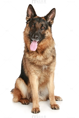 一条狼狗