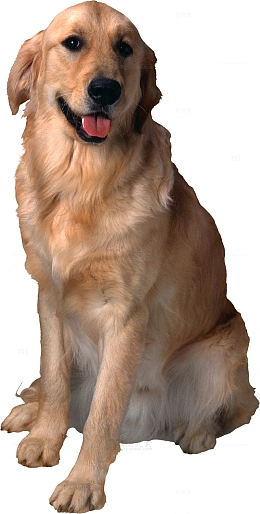 一只蹲坐的金毛寻回犬