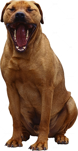 黄色土佐犬