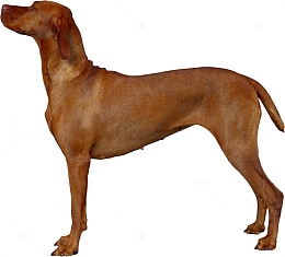 比特猎犬灵缇犬狗