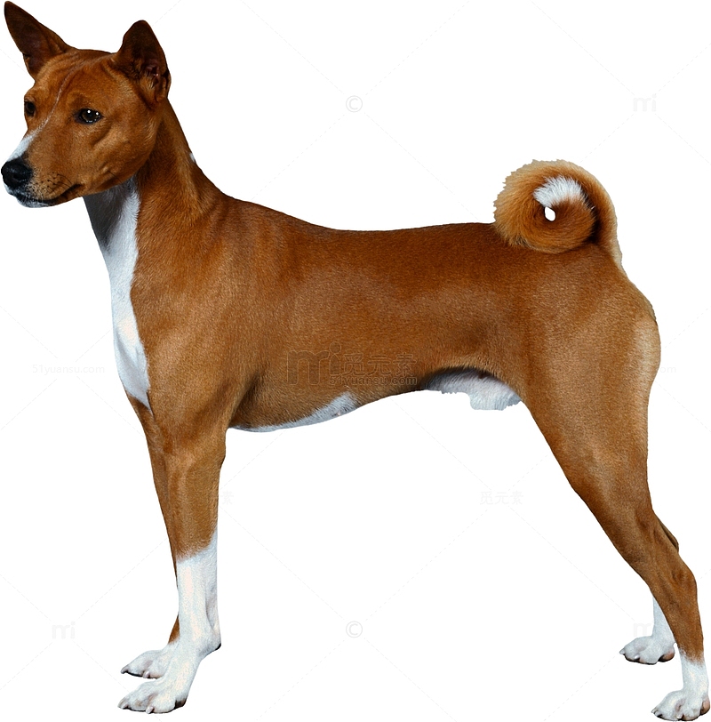 一只棕色的中华犬