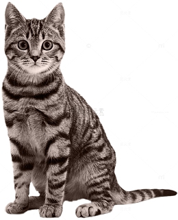 狸花猫咪