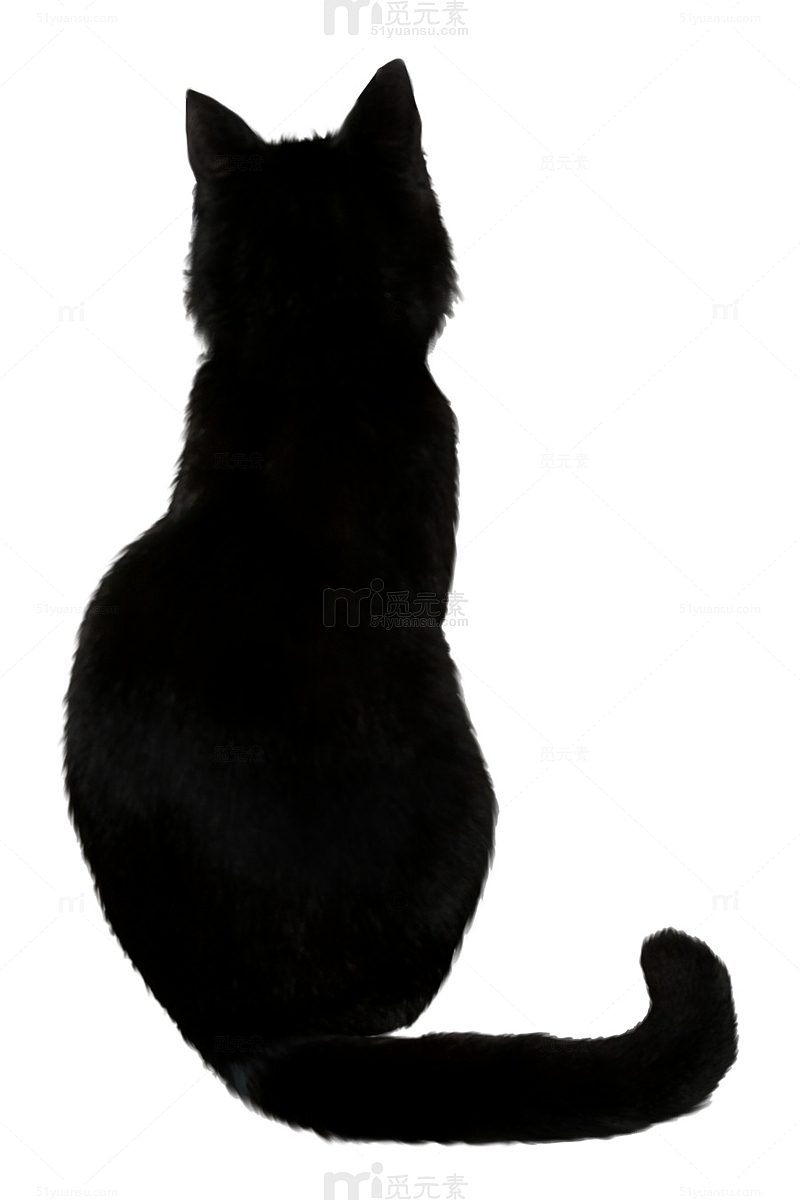 黑猫从背后