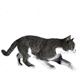 一只准备捕猎的猫咪