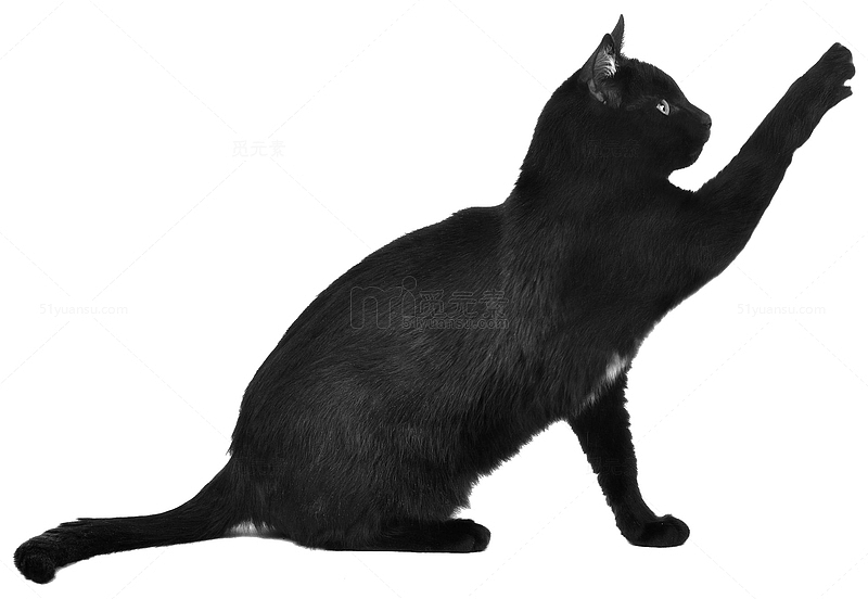 宠物家猫黑猫