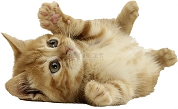 小猫玩耍