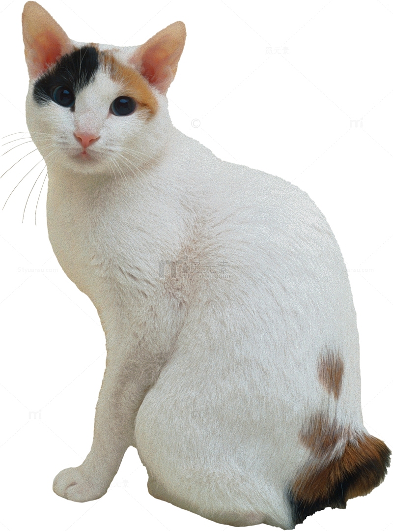 一只斑点白猫
