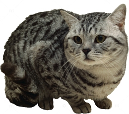 胖狸花猫