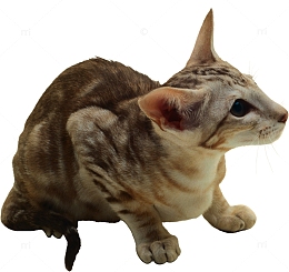 一只灰色的猫