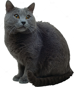 灰色猫咪