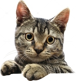 趴高处猫头