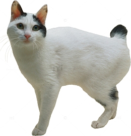 网红猫咪