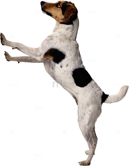 一只杰克罗素梗犬