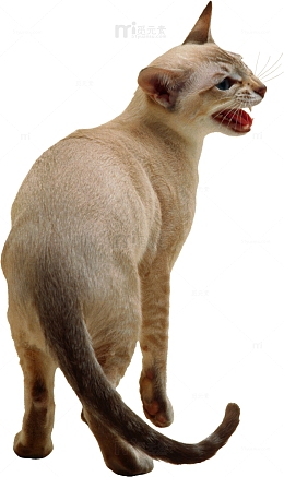 猫咪叫声