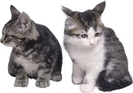 两只小猫坐着猫