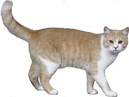 一只小猫