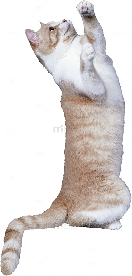 猫在玩耍