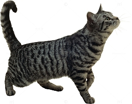 灰色条纹猫