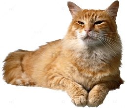 一只趴着的猫咪