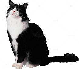 黑白相间猫